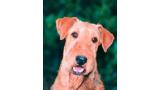 Airedale Terrier.