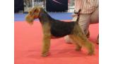Welsh Terrier.  Ch. Tatinejos Estrella Solitaria. Welsh Terrier.  Ch. Tatinejos Estrella Solitaria.