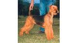 Airedale Terrier.  Ch. Naturalmente Del Rincon De Iguña. Airedale Terrier.  Ch. Naturalmente Del Rincon De Iguña.