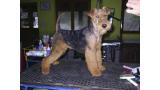 Welsh Terrier. Tatinejos General Patton. Welsh Terrier. Tatinejos General Patton.