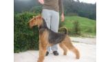 Airedale Terrier.  Ch. Tatinejos Emboscada. Airedale Terrier.  Ch. Tatinejos Emboscada.