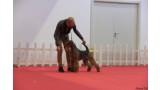 Airedale Terrier. Ch. tatinejos dia perfecto. 