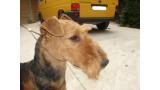 Airedale Terrier.  Ch. Tatinejos Emboscada. Airedale Terrier.  Ch. Tatinejos Emboscada.