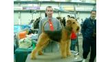 Airedale Terrier. Tatinejos Soldado Bryan.