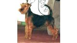 Ch. Tatinejos If The Suthern Point. Welsh Terrier.  Ch. Tatinejos Of The Southern Point.