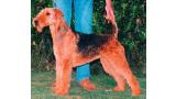 Airedale Terrier.  Ch. All Right Del Rincon De Iguña.
