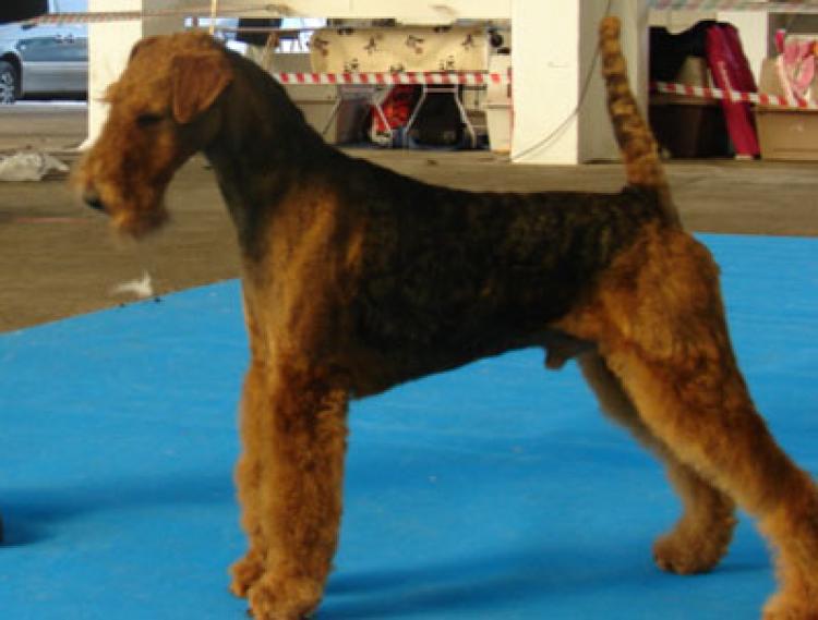 Airedale Terrier. Tatinejos Solo En Casa. Airedale Terrier. Tatinejos Solo En Casa.