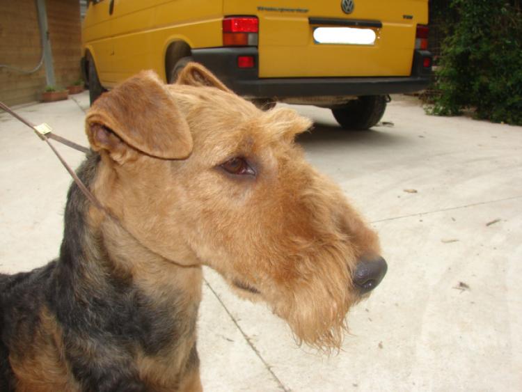 Airedale Terrier.  Ch. Tatinejos Emboscada. Airedale Terrier.  Ch. Tatinejos Emboscada.