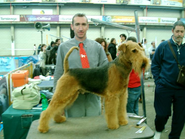 Airedale Terrier. Tatinejos Soldado Bryan. Airedale Terrier. Tatinejos Soldado Bryan.
