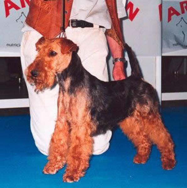 Welsh Terrier. Usko Von Der Passion.