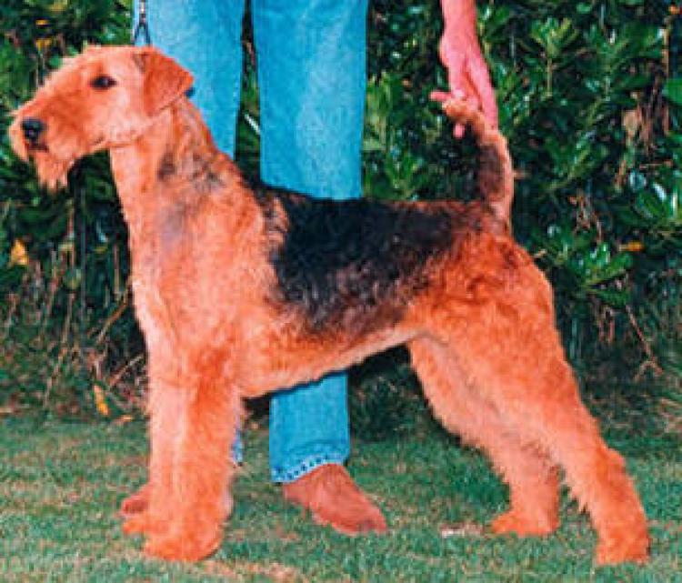 Airedale Terrier.  Ch. All Right Del Rincon De Iguña.