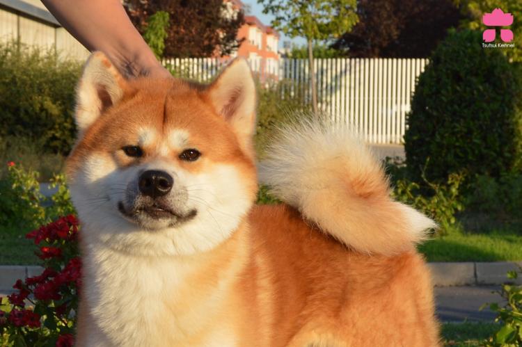 Akita. Sempuumaru Go Daikanto kensha.