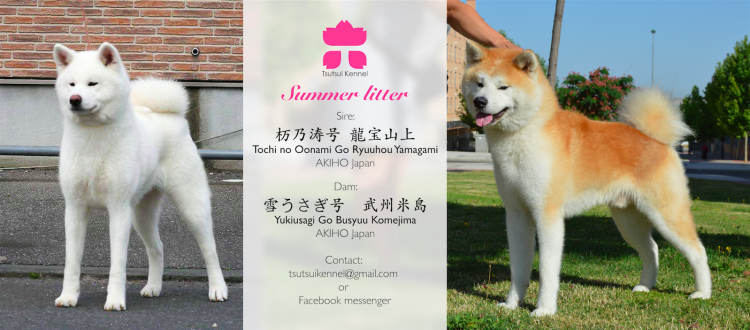 Tochi no Oonami Ryuuhou Yamagami & YUKIUSAGI GO BUSHUU KOMEJIMA. Akita. Tochi no Oonami Ryuuhou Yamagami   YUKIUSAGI GO BUSHUU KOMEJIMA.