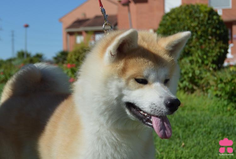 Akita. Yui Go Aomori Mikamisou.