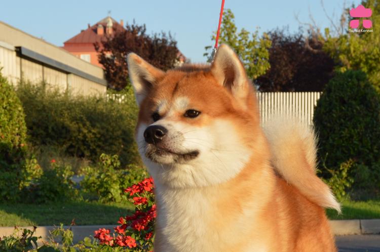 Akita. Sempuumaru Go Daikanto kensha.