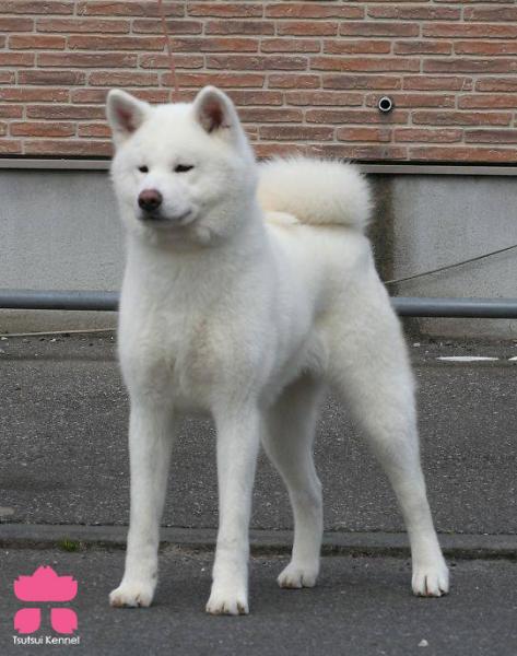 Akita. Yukiusagi Go Bushuu Komejima.