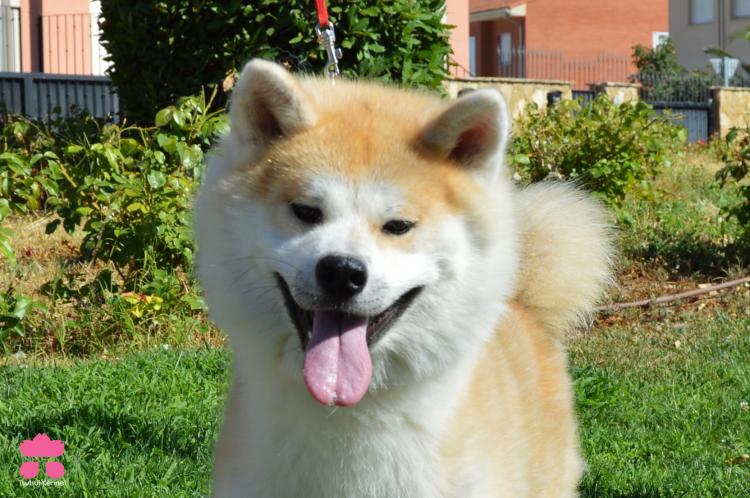 Akita. Yui Go Aomori Mikamisou.