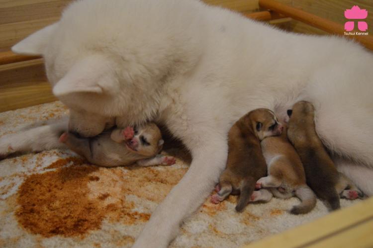 Tochi no Oonami Ryuuhou Yamagami & YUKIUSAGI GO BUSHUU KOMEJIMA. Akita. Tochi no Oonami Ryuuhou Yamagami   YUKIUSAGI GO BUSHUU KOMEJIMA.