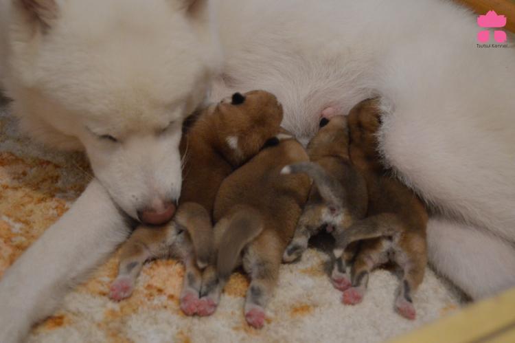 Tochi no Oonami Ryuuhou Yamagami & YUKIUSAGI GO BUSHUU KOMEJIMA. Akita. Tochi no Oonami Ryuuhou Yamagami   YUKIUSAGI GO BUSHUU KOMEJIMA.
