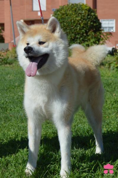 Akita. Yui Go Aomori Mikamisou.