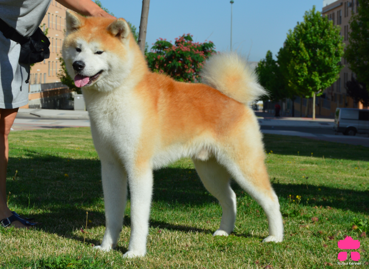 Akita. Tochi no Oonami Ryuuhou Yamagami.