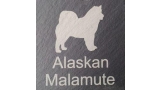 Alaskan Malamute