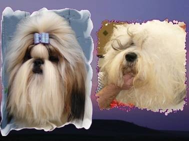 Big-Foot de Thalek Shih Tzu & Bobtail