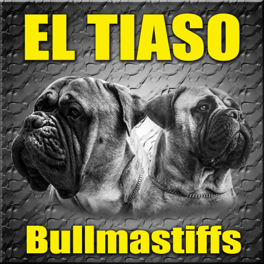 Pasión por el Bullmastiff