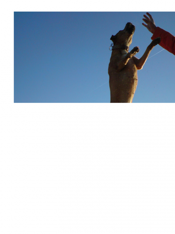 Un perro educado es un perro feliz