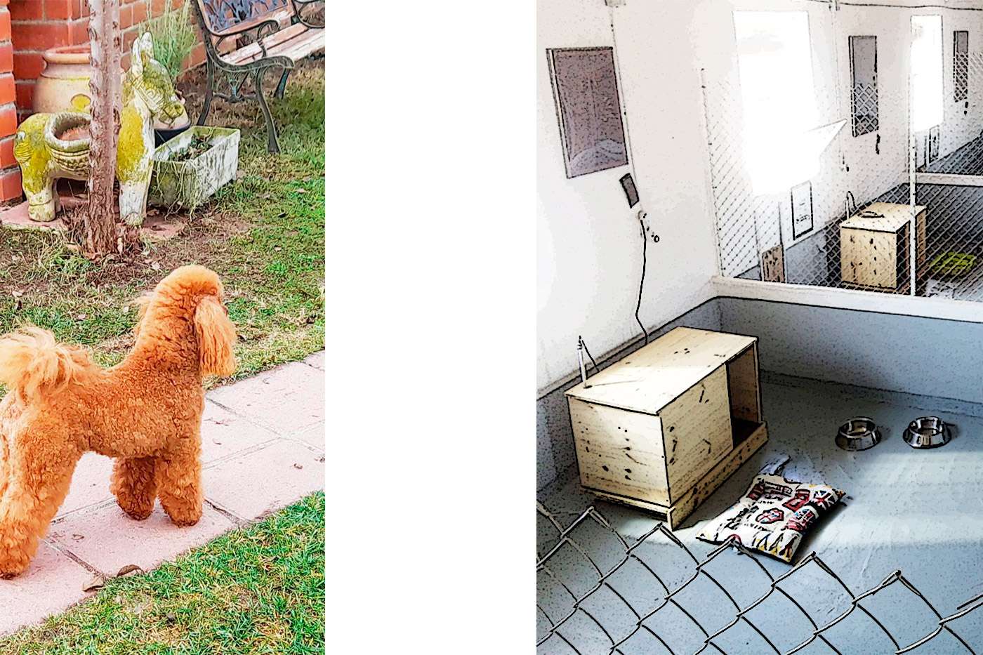 Centro Canino La Cadiera. Cria de Caniche y Hotel Canino.