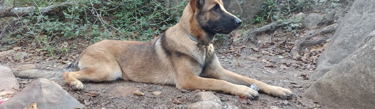 Educación Canina en Cádiz