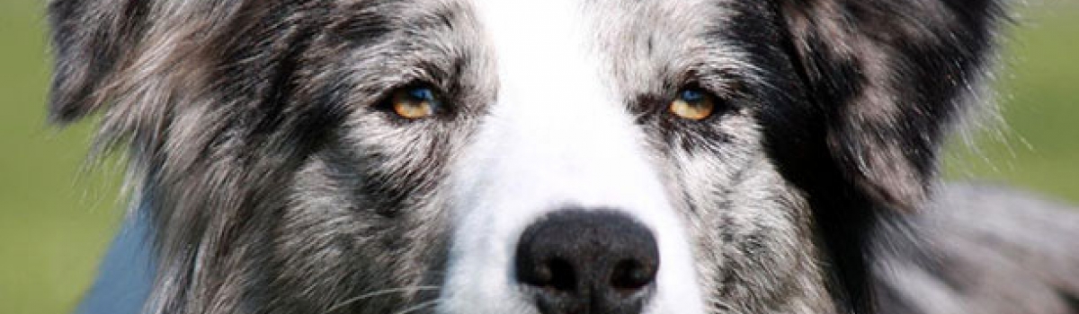 Bienvenidos Gardelcan.