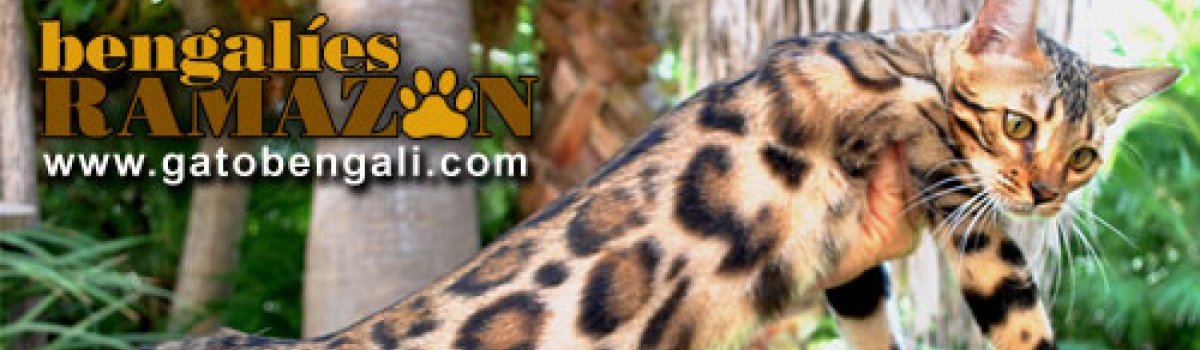 gatitos bengalies ramazan