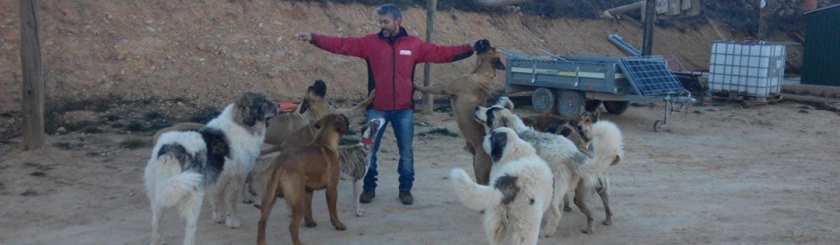 Cria de Bullmastiff y Mastin del Pirineo