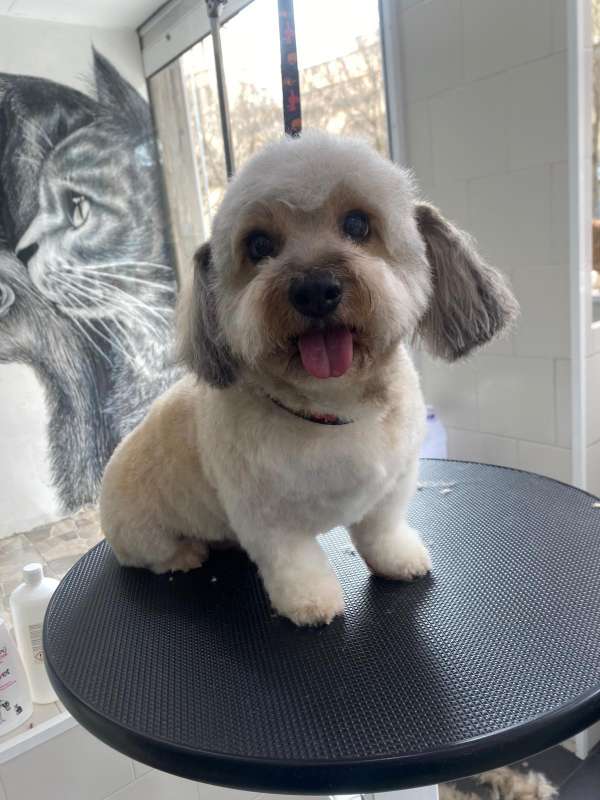 Nudos Peluquería Canina