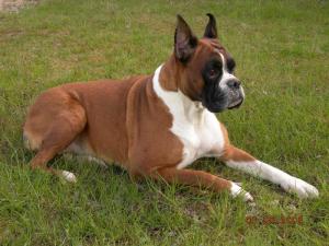 Imposible vivir sin una Mascota en tu vida.