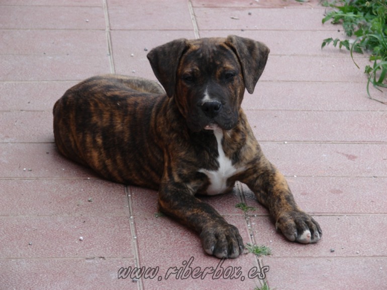 Riberbox Fity (dogo canario)