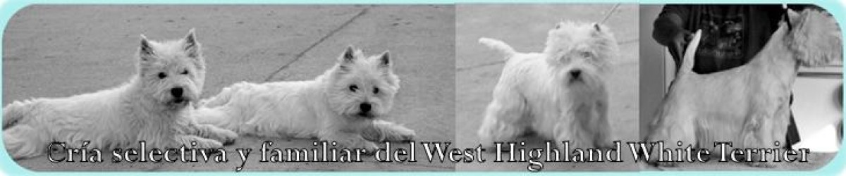 West Highland White Terrier.