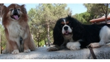 Cavalier King Charles Spaniel. Cavalier King Charles Spaniel.