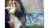 Cavalier King Charles Spaniel. Ch. Anna Ozkydom. Cavalier King Charles Spaniel. Ch. Anna Ozkydom.