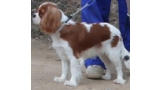 Cavalier King Charles Spaniel. Ch. Anna Ozkydom. Cavalier King Charles Spaniel. Ch. Anna Ozkydom.