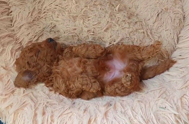 Caniche. Camada 2412. Caniche. Camada 2412.